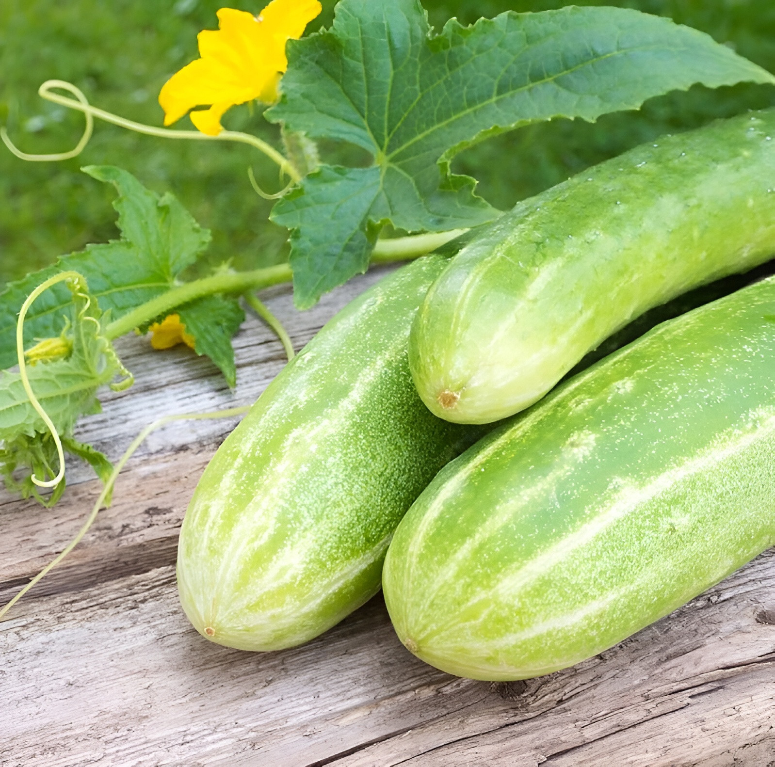 50 F1 Hybrid Calypso Cucumber Seeds Superior Pickling Cucumber Very High Yields