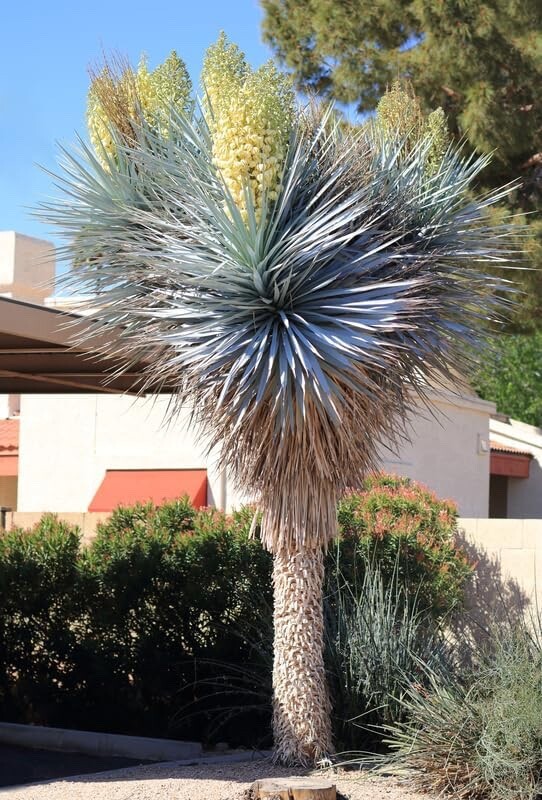 Blue Yucca Tree Seeds for Planting (10 Seeds) – Yucca rigida