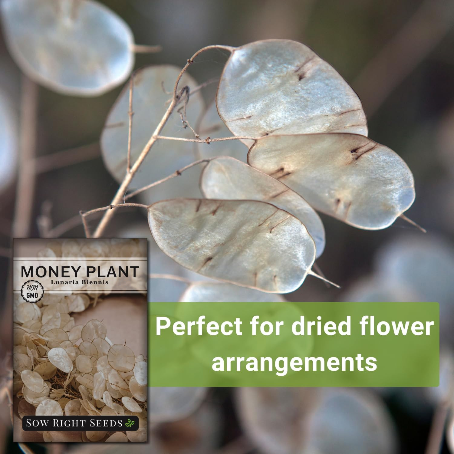 Sow Right Seeds – Money Plant Seeds – Honesty or Silver Coin Plant – Non-Gmo Hei