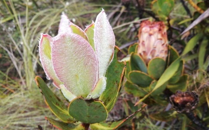 Protea speciosa | Bearded Sugarbush | 10 Seeds