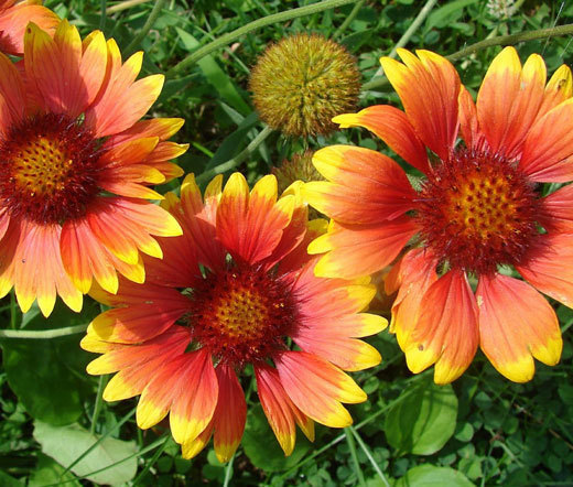 BLANKET FLOWER Gaillardia Aristata – 2,000 Bulk Seeds