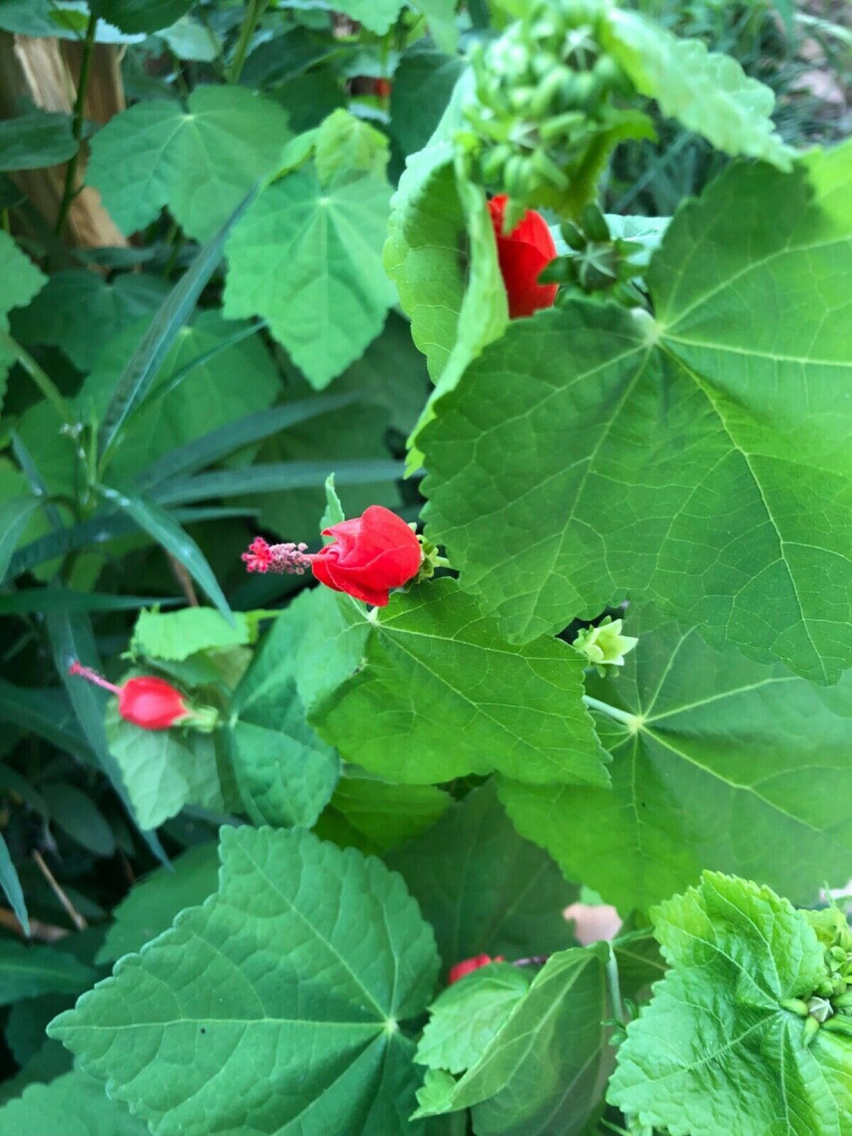 20+PCS DRUMMOND’S WAX MALLOW TURK’S CAP SEEDS (Malvaviscus arboreus var. dr.)