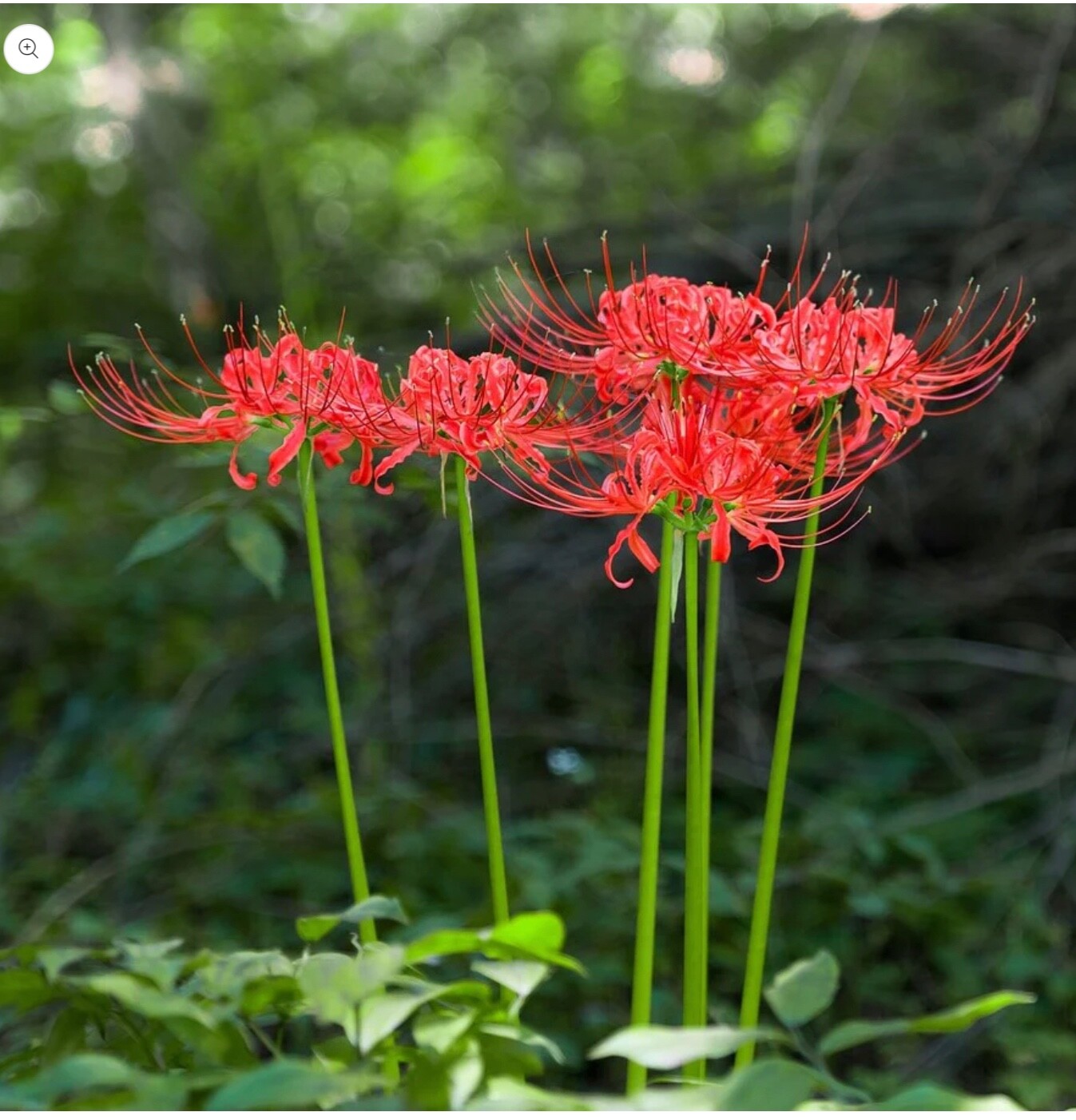 Lycoris Red spider Lily 6 Pk of Bulbs
