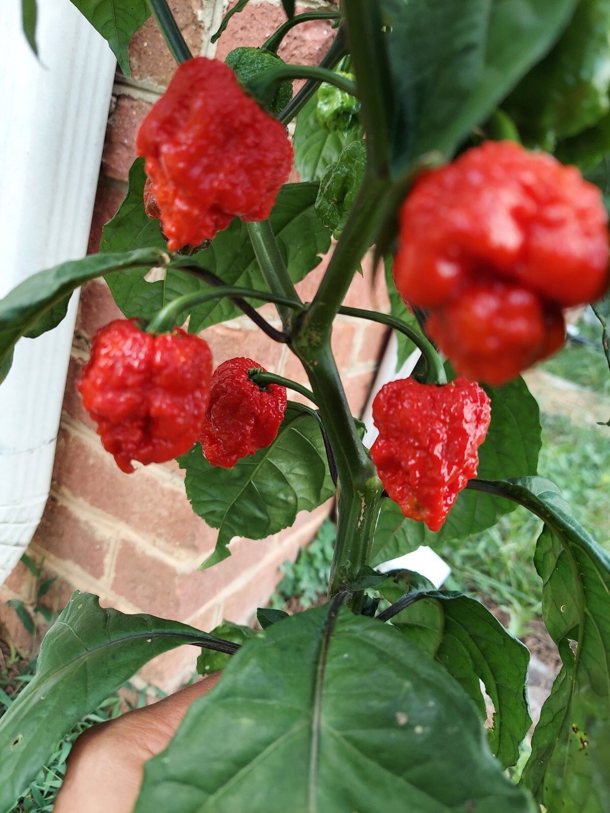 7 Pot Primo Super Hot Pepper (10+) Seeds
