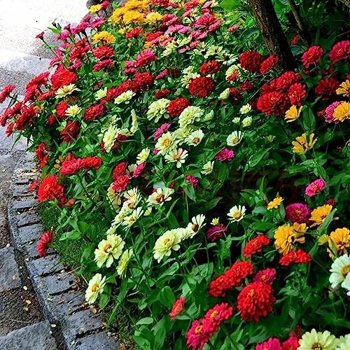 1000+ Crazy Blend Zinnia Seeds for Planting Zinnia Elegans Heirloom Open Normal