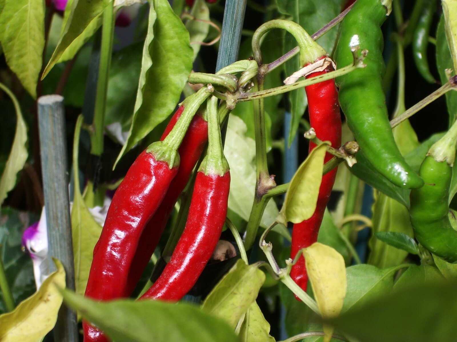20 seeds Kashmiri Chili Pepper Quality Vegetable -Premium Seed Pack