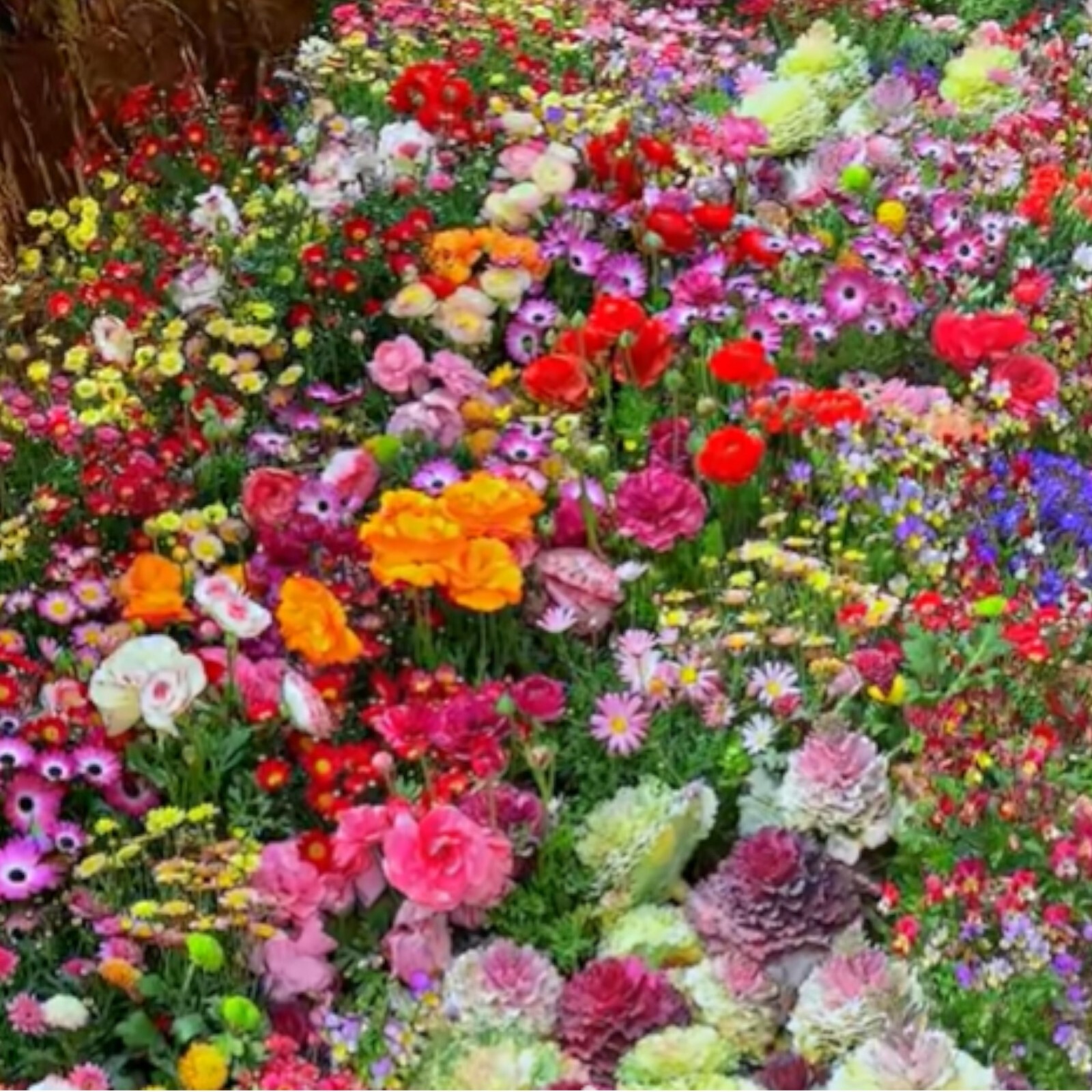 Seasonal Enchantment Garden – 200pcs Mixed Perennial Flower Seeds Collection