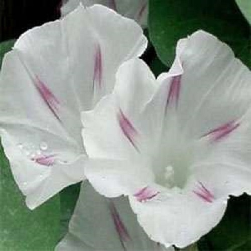 NEW! 25+ SHIVA MORNING GLORY FLOWER SEEDS / PERENNIAL