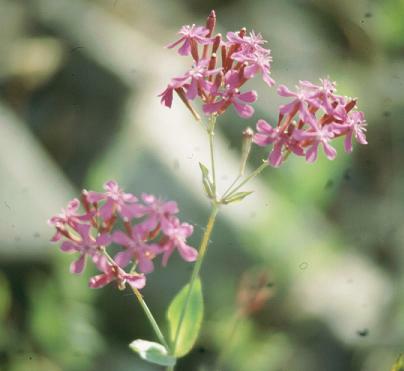 Silene armeria 5,000 seeds