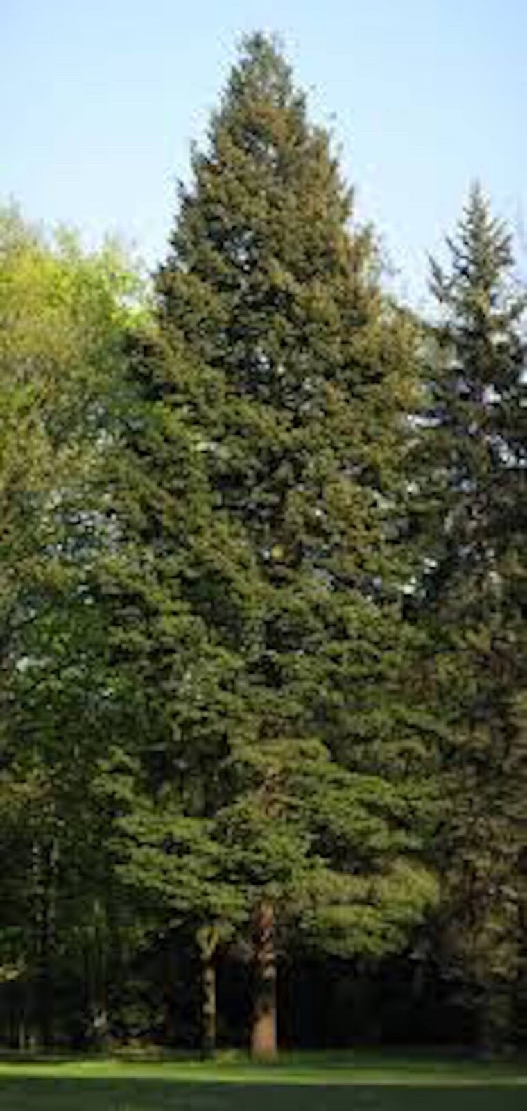 Douglas Fir Seeds, Pseudotsuga menziesii, at least 20 seeds