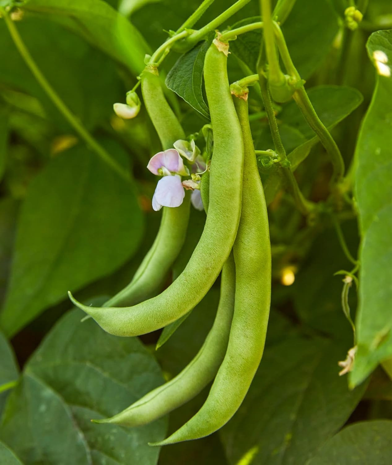Stringless Green Pod Bush Bean Seeds 8 Ounces of Seed