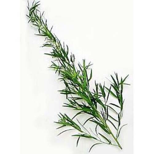Tarragon Russian Great Garden Herb By Seed Kingdom 500 Seeds