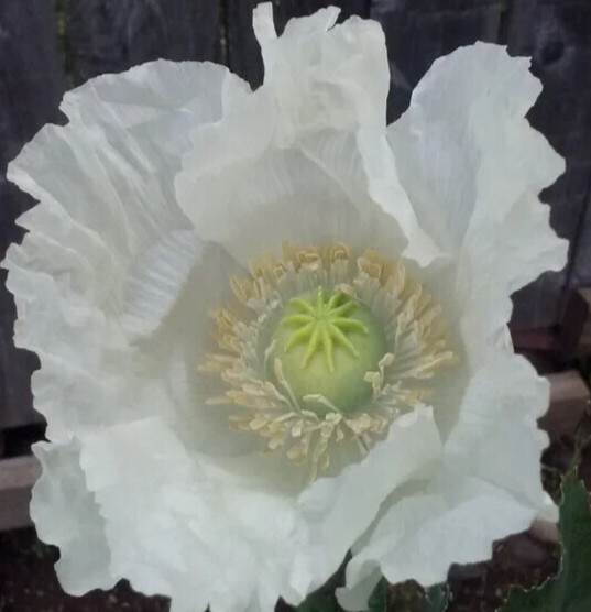 1,000 Rare Turkish White Poppy Seeds – P. Somniferum – Giant Sold White Blooms