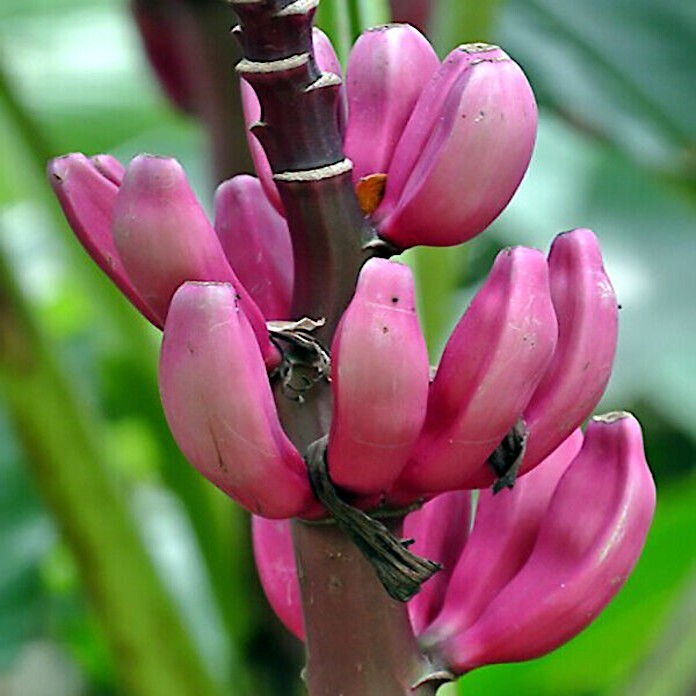 5 Pink Dwarf Banana Tree Fruit Plant Seeds (Musa velu.) Rare Fast Hardy-Zone 7b