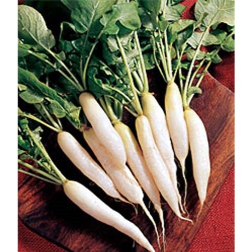 Radish White Icicle Great Heirloom Vegetable By Seed Kingdom 2,000 Seeds