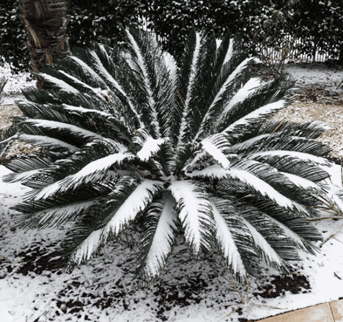 10 King Sago Palm Seeds (Cycas Revoluta) Rare Tropical Prehistoric Cycad Hardy-8