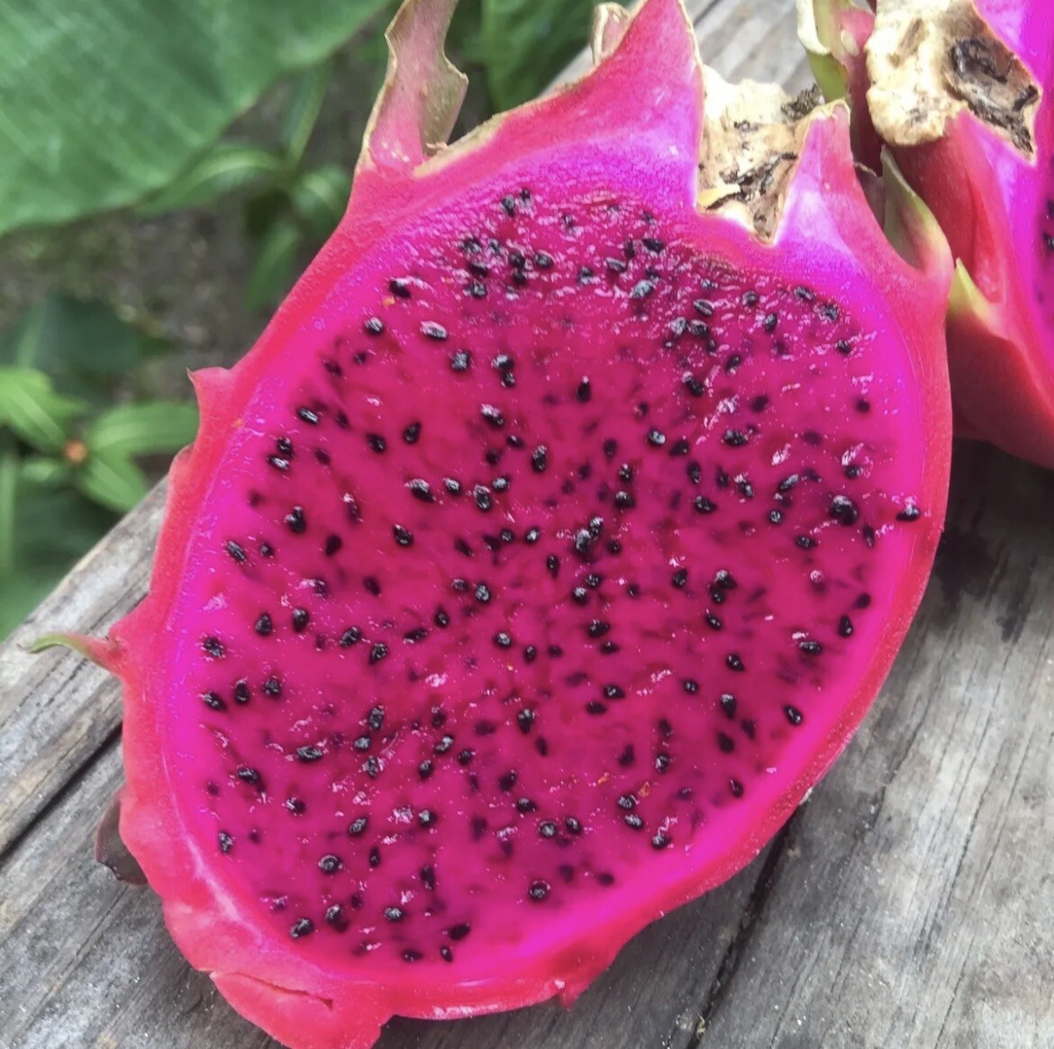 100 White 100 Red Dragon Fruit Seeds Pitaya Pitahaya Hylocereus Undatus Cactus