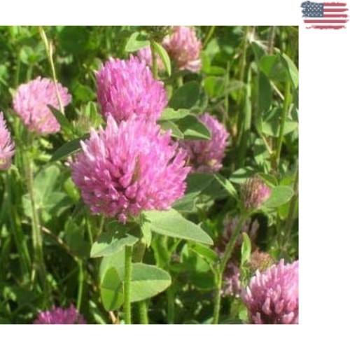 10 lb Perennial Red Clover Seeds – Self-Seeding & Nitrocoated for Soil Health