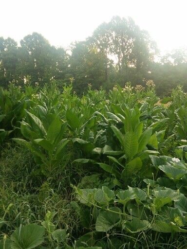 200 Virginia Gold Tobacco Seeds Organic Non Gmo Pesticide Free Heirloom Easy