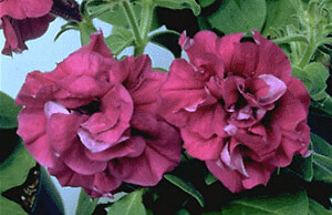 Petunia Cascade Burgundy 500 seeds