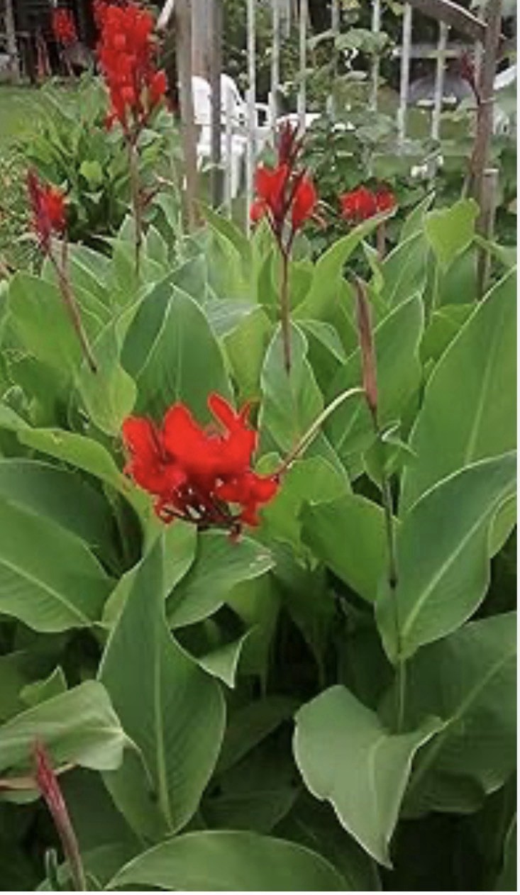Canna Bulbs Red Jumbo Plants Tall Plants Lot Of (3) Green Leaf Lily Rhizomes