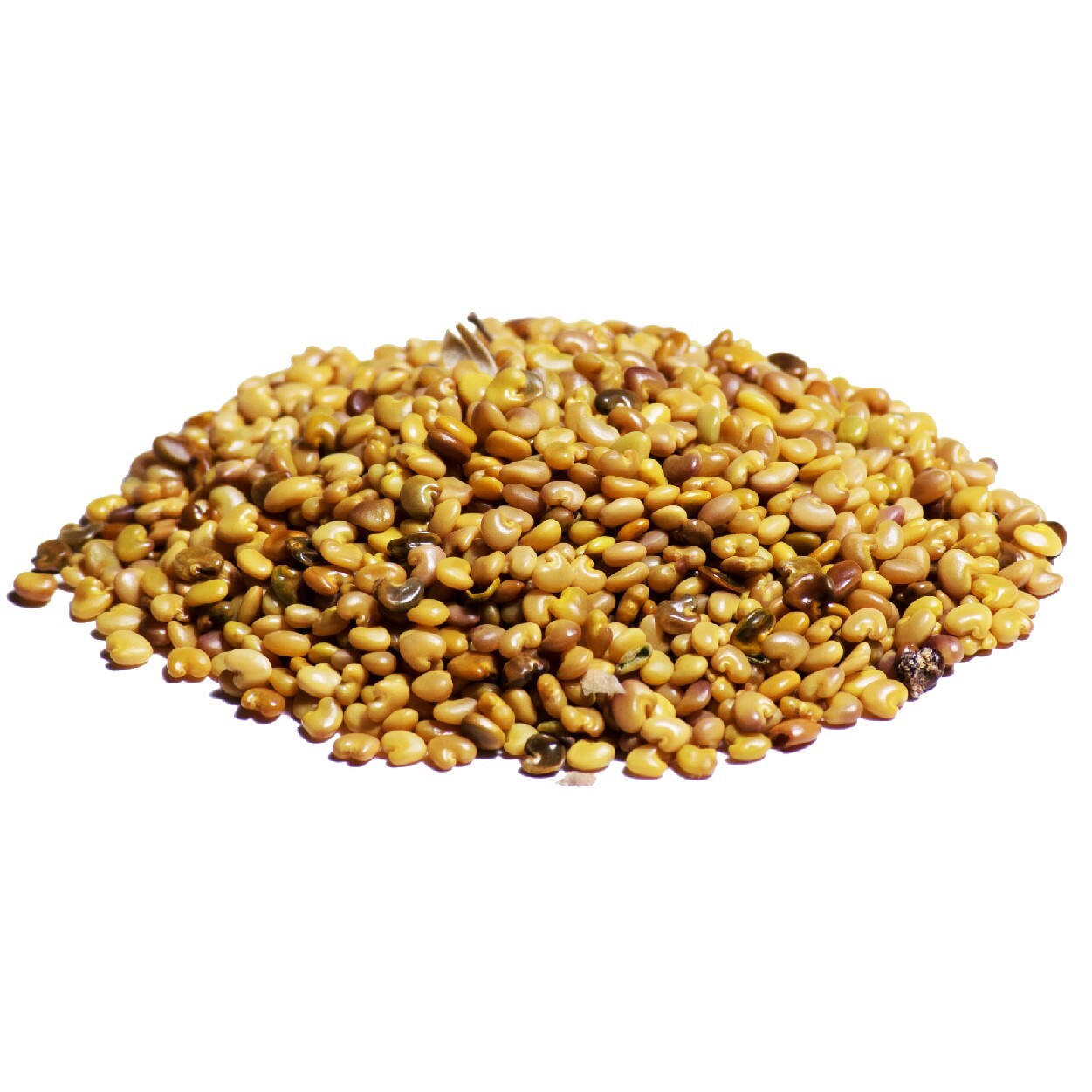 200+Semillas De Chipilin Seeds Para Tamales, Sopas De El Salvador 100% Organicas