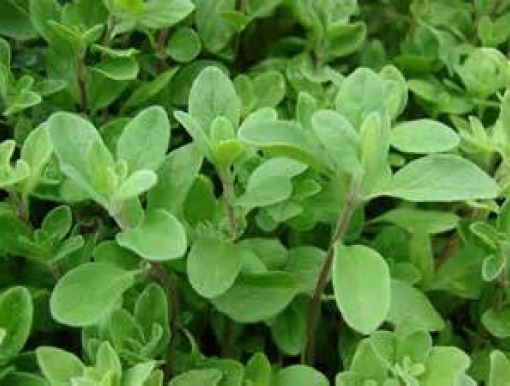 100 FRESH SWEET MARJORAM SEEDS FREE USA SHIPPING