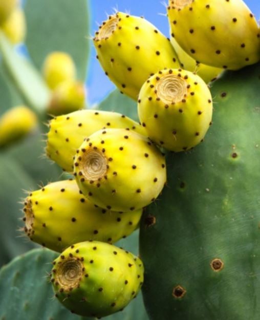 15 Seeds, Yellow Fruit Prickly Pear Cactus (Opuntia/Cristalina Tuna Zarca Nopal