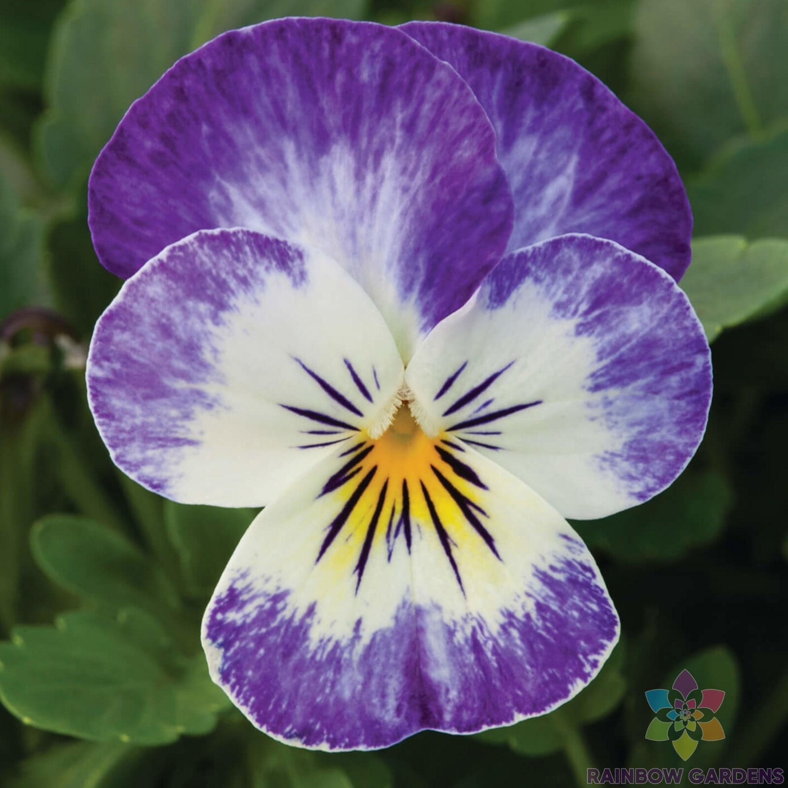 200+ Bel Viso Blueberry Swirl Pansy (Viola) Seeds for Garden – FREE SHIPPING!