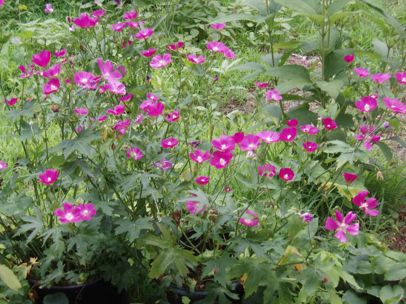 Callirhoe bushii | Bushs poppy mallow | 20_Seeds