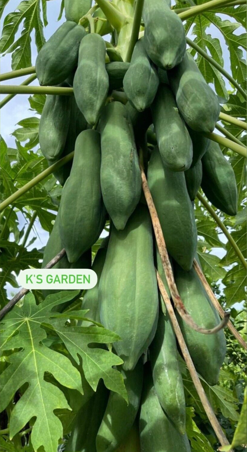 THAI RED PAPAYA TROPICAL FRUIT SEEDS , ĐU ĐỦ THÁI PHUKET (5 pcs)