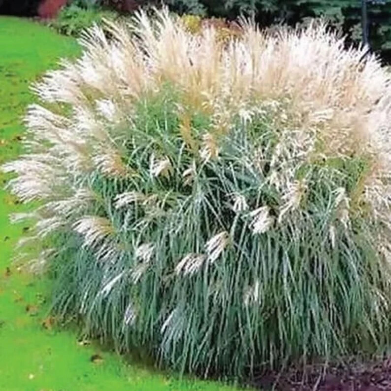 100 Silver Morning Light Maiden Grass Miscanthus USA Seeds. Organic. Ship free