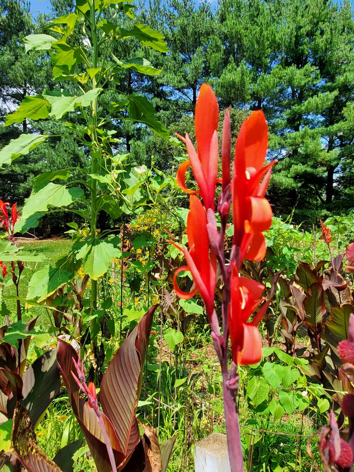 Canna Bulbs Red Flowers Tall Plants Lot Of (5) Bronze Leaf Lily Rhizomes