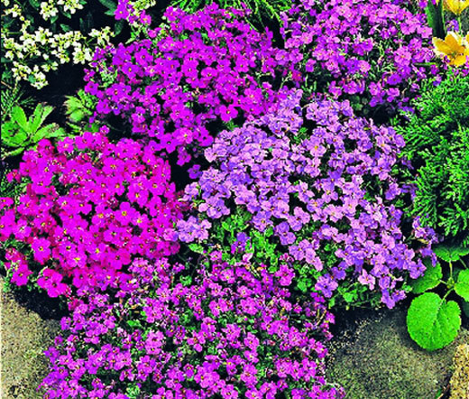 AUBRIETA ROCK CRESS ROYAL MIX Aubrieta Hybrida – 1,000 Bulk Seeds