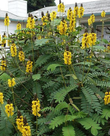 Cassia didymobotrya Popcorn Cassia 10 seeds
