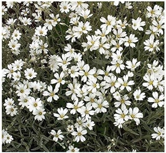 Perennial Snow in Summer Seeds 3500 Count Perfect for Dry Conditions Outdoor