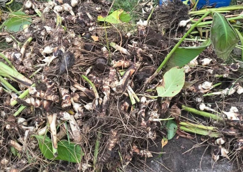 1 Red Canna Lily bulbs Rhizomes – deer resistant