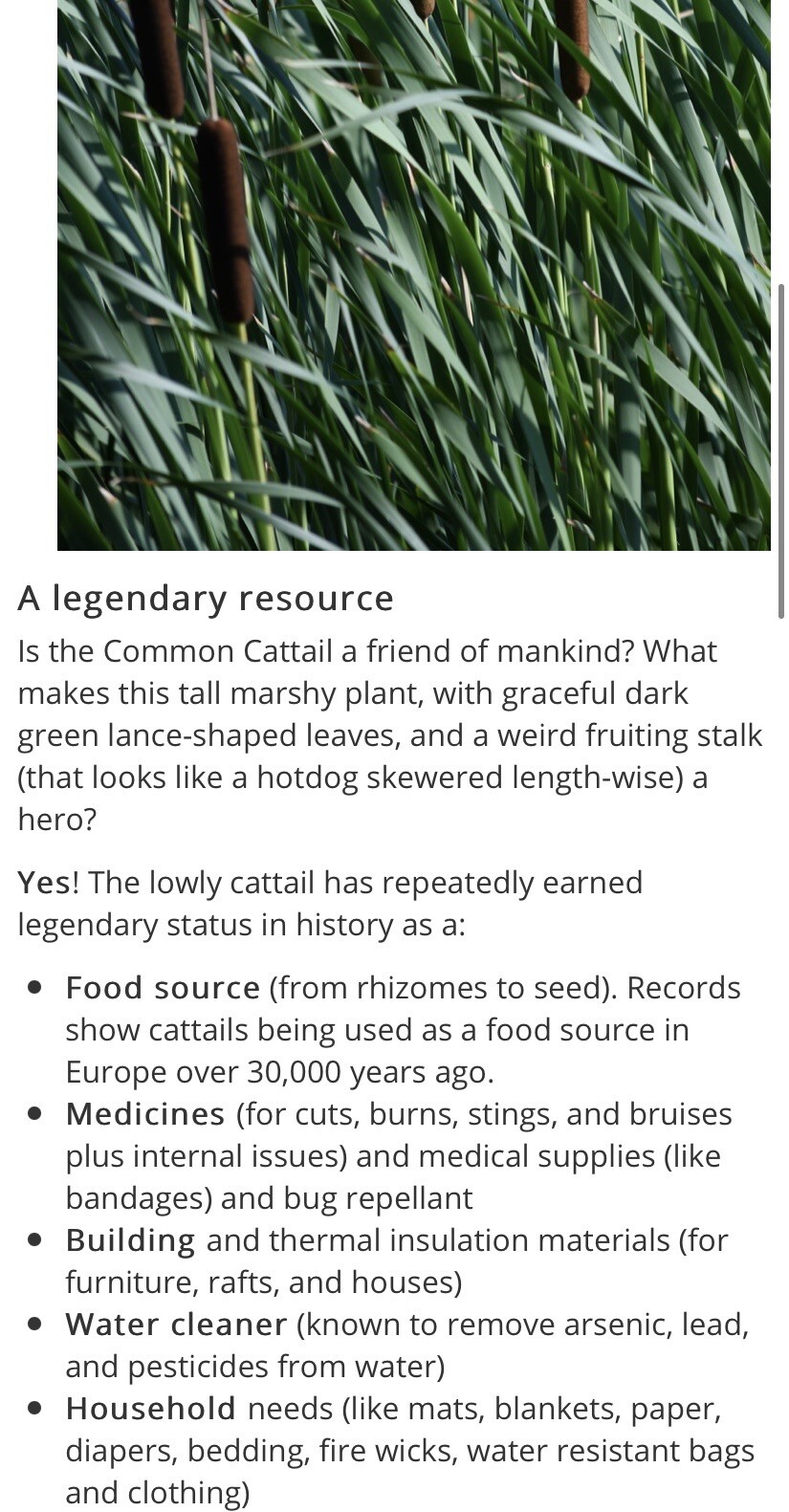 Typha Latifolia Cattail Seeds 1000+ Seeds ‼️Free Shipping USA OREGON Grown