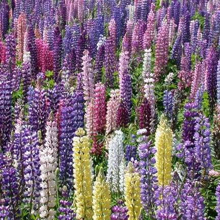 Lupine Russell Strain Mixture Nice Garden Flower by 1/4 Lb Seeds