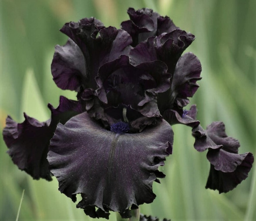 All Night Long Black Bearded Iris Rhizome, Black Flowering Perennial Iris Root