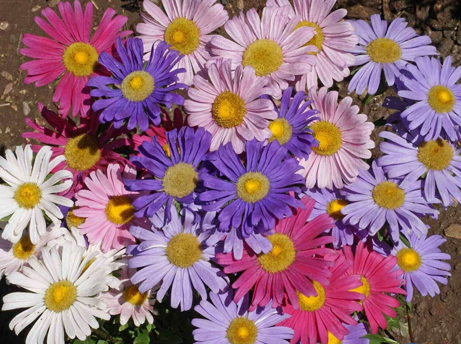 China Aster Single Flower Seeds, Sensation Mix, Callistephus chinensis,FREE SHIP
