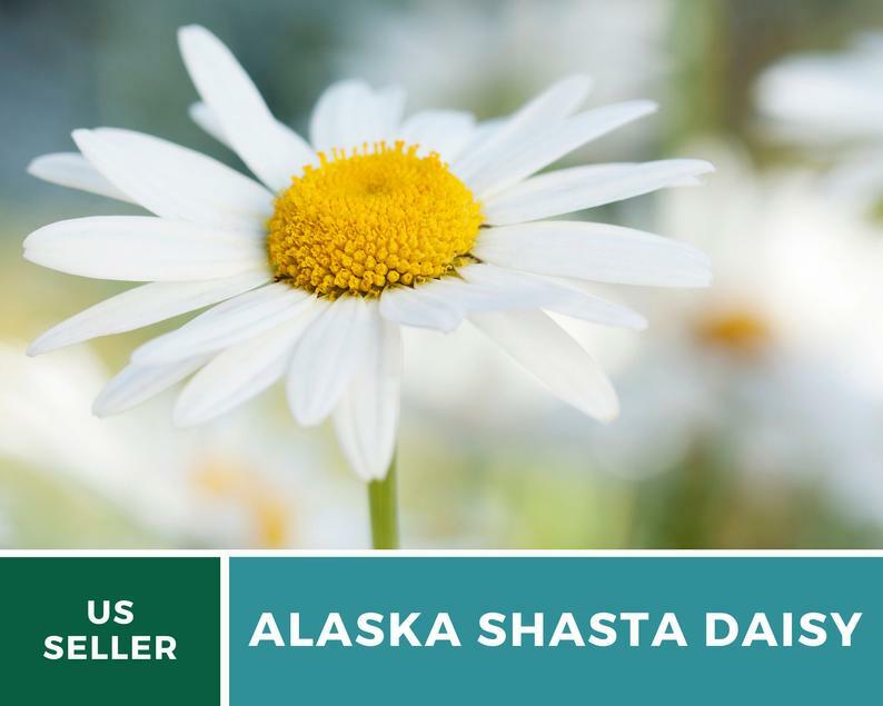 Daisy, Alaska Shasta – 100 Seeds – Easy to Grow Perennial – GMO Free