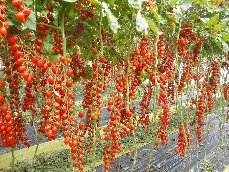 – 50+ Seeds Vine Tomato – Vegetable Red