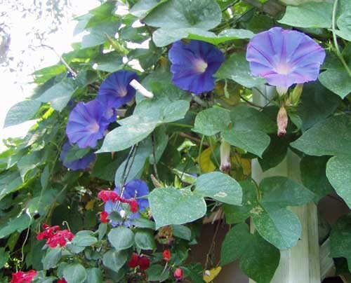 Ipomoea purpurea | Purple or Tall Morning Glory | 10 Seeds