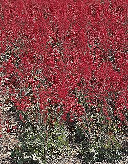 Heuchera sanguineum Splendens 10,000 seeds