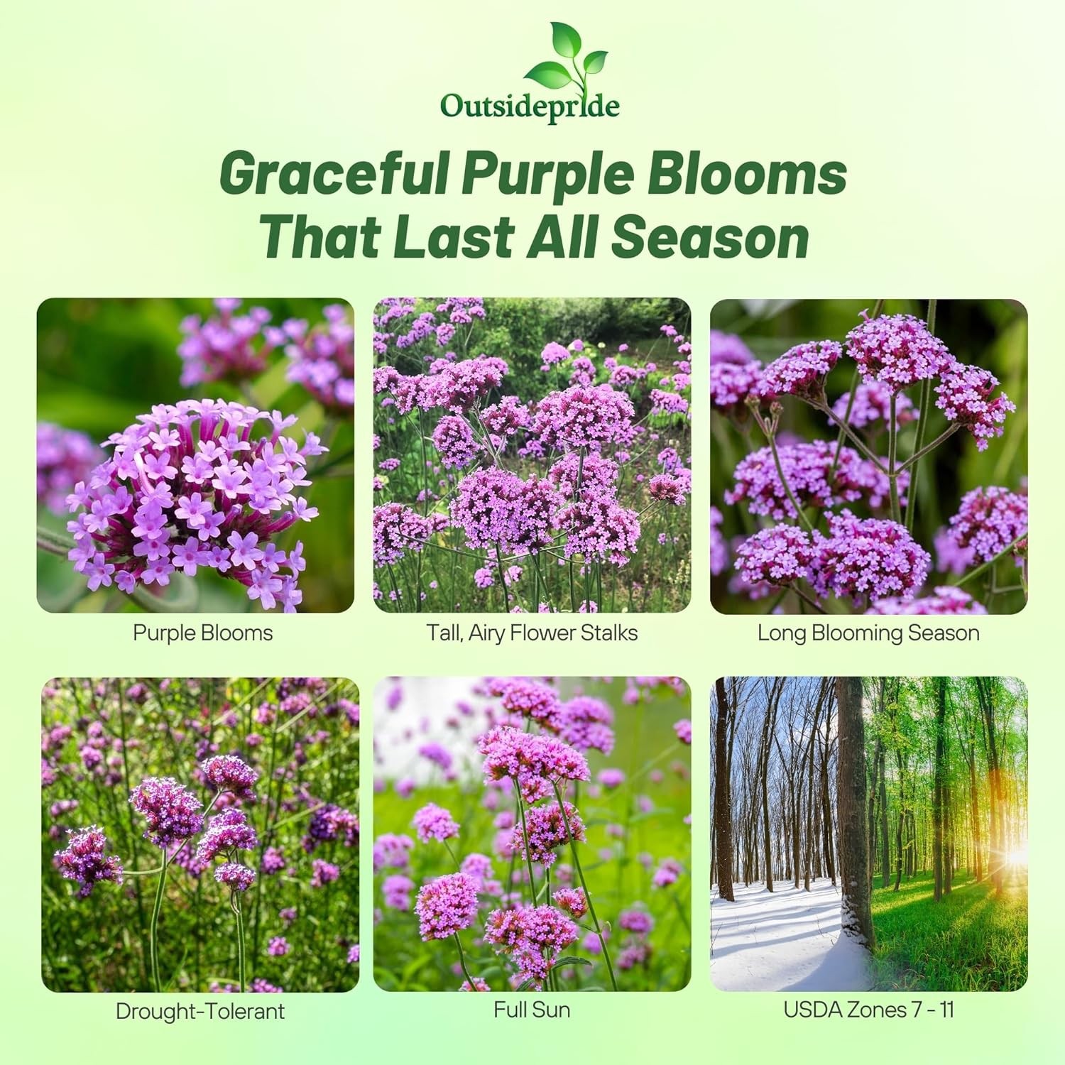 5000 Seeds Purple Verbena Seeds For Planting – Purpletop Vervain Garden