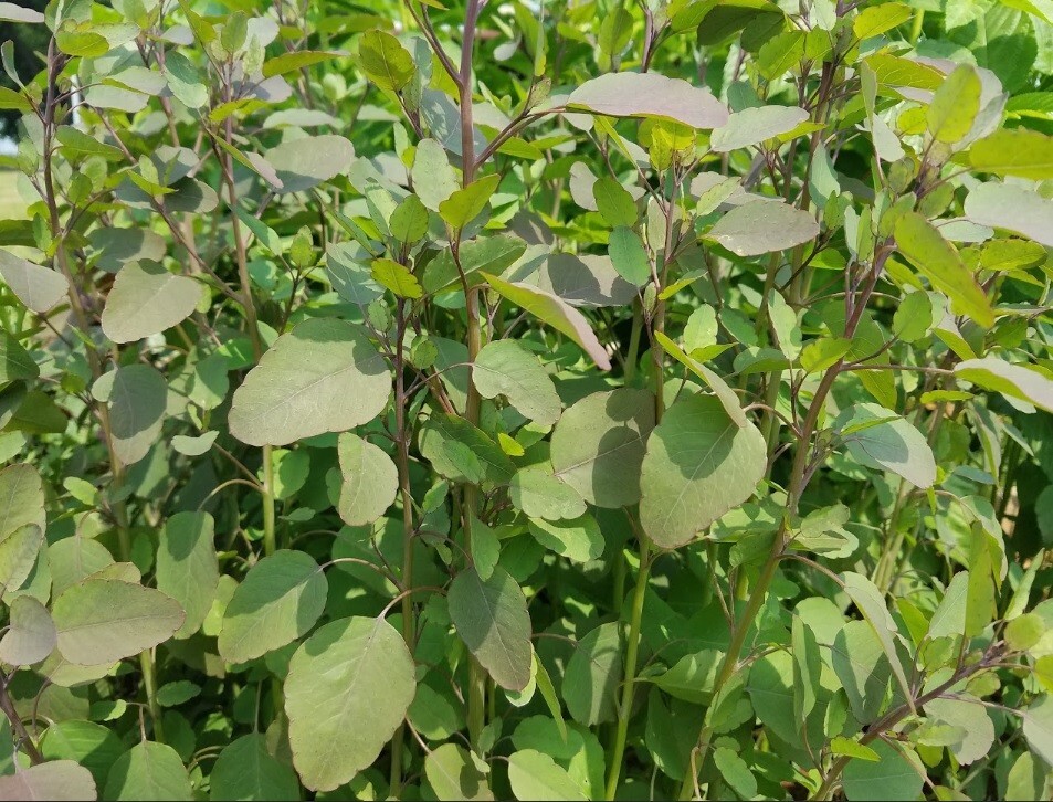 Papalo Herb seed Mexican Yerba porosa Porophyllum ruderale 300+ Organic seeds