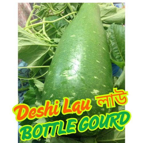 Big Bottle Gourd seeds, Bangladeshi Lau Seeds, 15 Deshi Lau Seeds