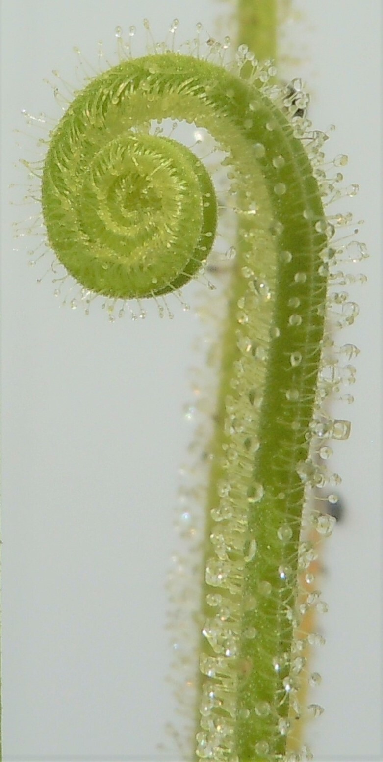 Live Carnivorous Plants – Drosera Tracyi Southern Threadleaf Sundew