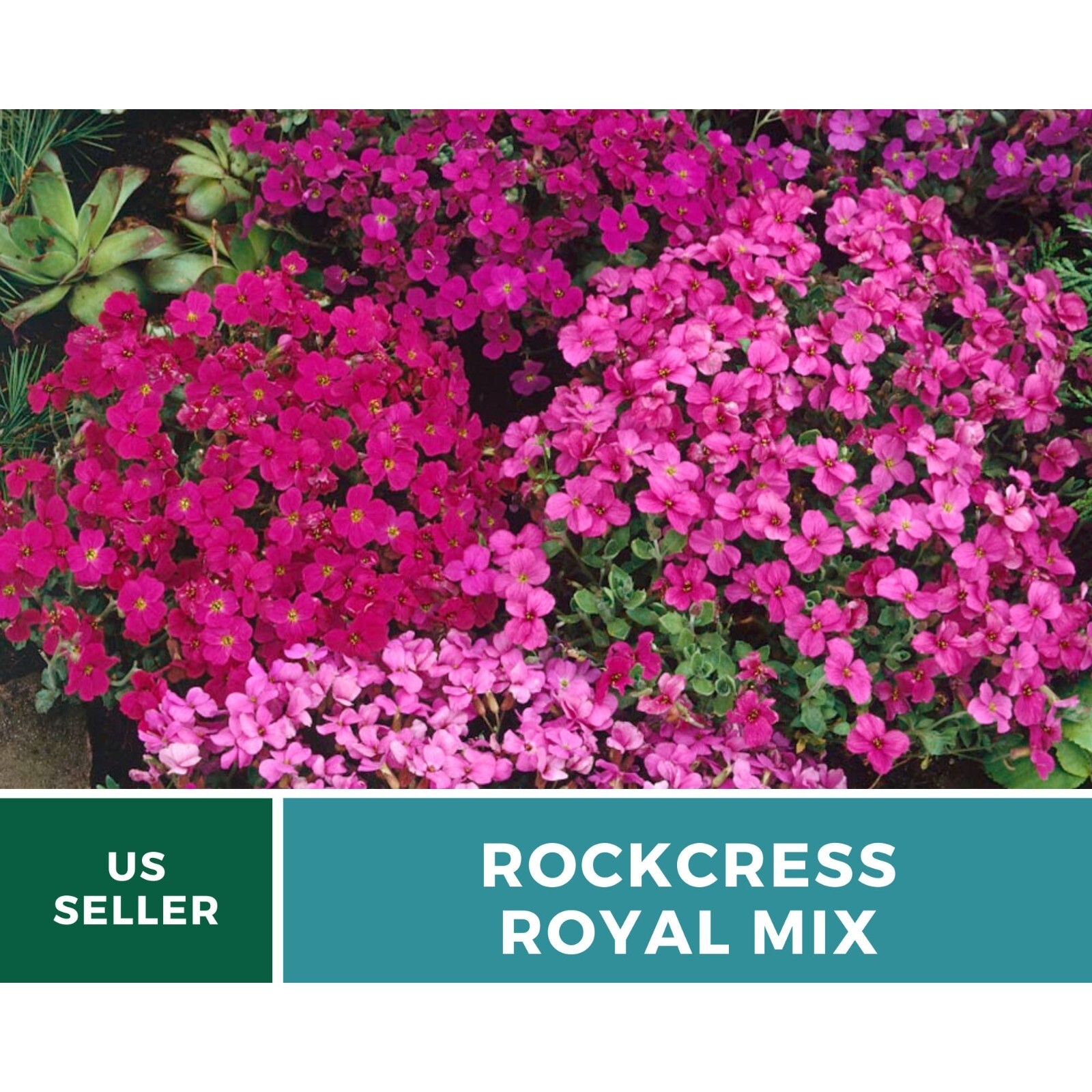 Rockcress, Royal Mix – Stunning cascading flowers (Aubrieta hybrida)